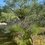 Bosco Magico Roccolo *