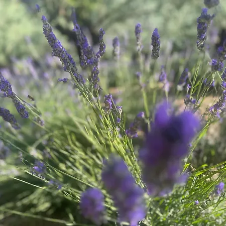 Bosco Magico Roccolo Διαμέρισμα *