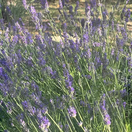 Bosco Magico Roccolo CastellʼArquato