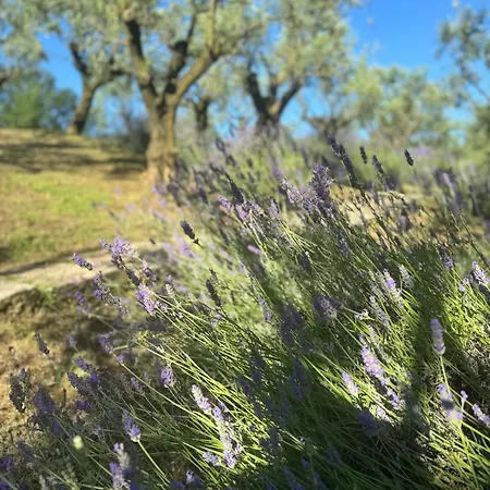 Bosco Magico Roccolo Castell'Arquato