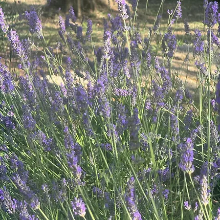 Bosco Magico Roccolo * CastellʼArquato