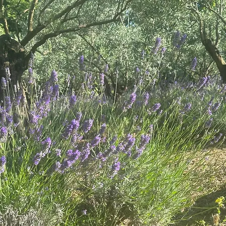 Bosco Magico Roccolo Daire *