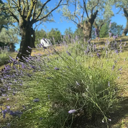 Bosco Magico Roccolo Castell'Arquato