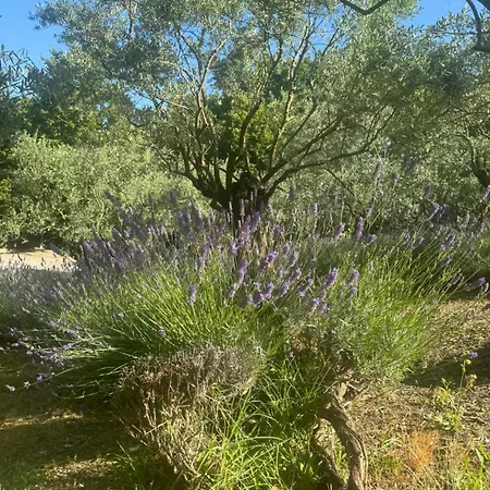 Bosco Magico Roccolo *
