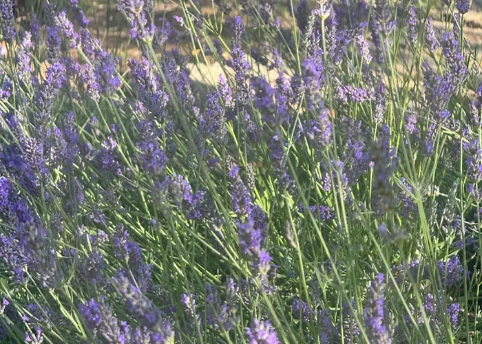 Bosco Magico Roccolo CastellʼArquato