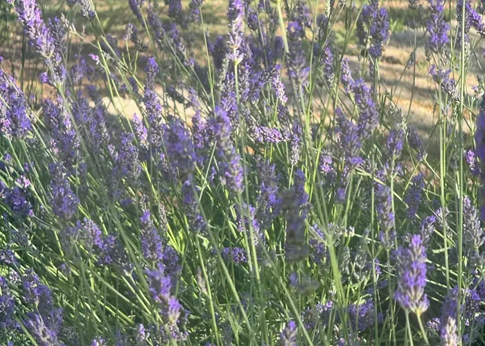 Bosco Magico Roccolo * CastellʼArquato