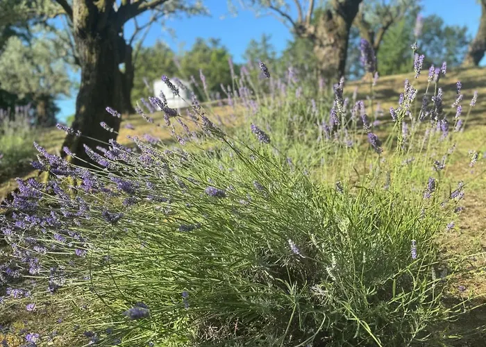 Bosco Magico Roccolo CastellʼArquato