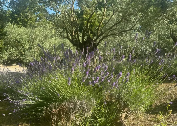 Bosco Magico Roccolo *